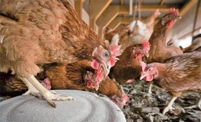 改变LED光照明能帮助母鸡下蛋2