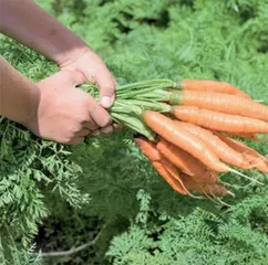 来看荷兰“李子柒” 们的操作如何实现有机蔬菜⾃由︖5