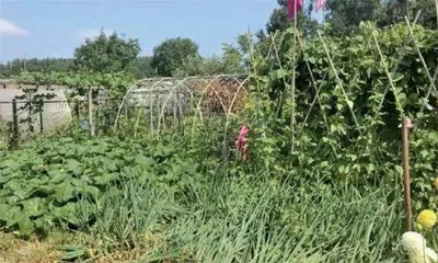 来看荷兰“李子柒” 们的操作如何实现有机蔬菜⾃由︖6