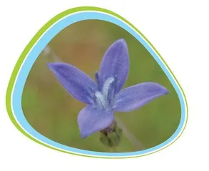 科学家利用花卉的“超能力”开发突破性新药2