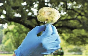 中国科学家找到恶毒蘑菇“解药”3