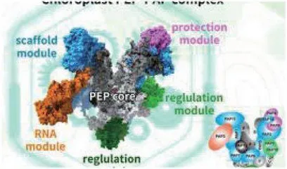 科研人员成功解析叶绿体基因转录机器构造:开启植物光合作用新篇章1