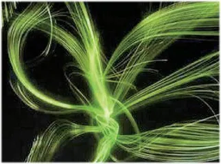 科研人员成功解析叶绿体基因转录机器构造:开启植物光合作用新篇章2