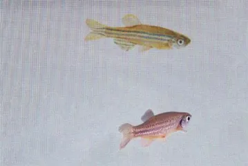 科学家发现⼀种分⼦已经在⽣物群体中传播了⼏百万年的情感
