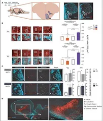 科学家发现⼀种分⼦已经在⽣物群体中传播了⼏百万年的情感1