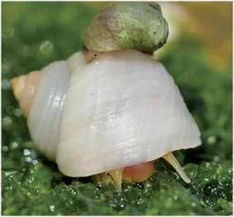 海洋蜗牛的进化转变是逐步发生的1