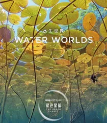 湿地植物水下“呼吸”机制成抗逆作物培育关键,未来或可直面洪水、干旱气候侵袭1