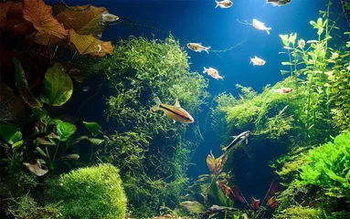 湿地植物水下“呼吸”机制成抗逆作物培育关键,未来或可直面洪水、干旱气候侵袭3