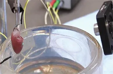 加速修复受损神经科学家研发新型可被人体吸收材料1