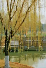 绝胜烟柳满皇都:唐⻓安城都种什么树?2