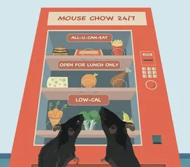 研究发现少吃并在特定时间进食“双管齐下” 或可延长三分之一的寿命2