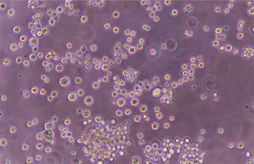 以色列初创用鱼菜共生技术培育海鲜 首个产品瞄准扇贝2