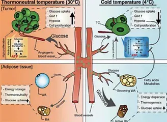 “寒冷疗法”是安全、易实施的抗癌新⽅法？科学家发现寒冷能抑制肿瘤细胞的葡萄糖摄取