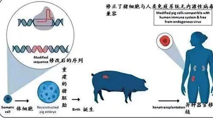 破解器官短缺难题:中国科学家在猪体内成功培育⼈类肾脏2