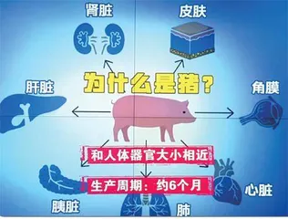 破解器官短缺难题:中国科学家在猪体内成功培育⼈类肾脏3