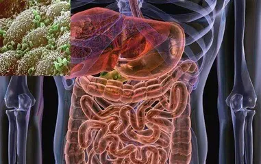 肠道细菌抗衰老最新发现 通过移植肠道细菌或将逆转大脑、肠道和眼睛衰老2