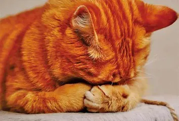 家猫也有精神病?科学家研发一套评测家猫性格问卷2