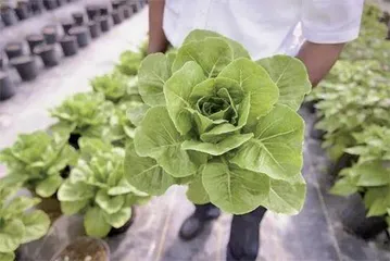 以⾊列初创利⽤转基因打造植物⼯⼚可⽣产乳制品及⾊素、 ⾹精1