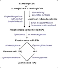 微生物还能产生染料?合成生物学技术制造胭脂红酸1