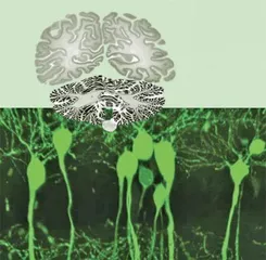 “烧脑”还能节能?神经形态技术可使⼤型深度学习⽹络节能⼗六倍9