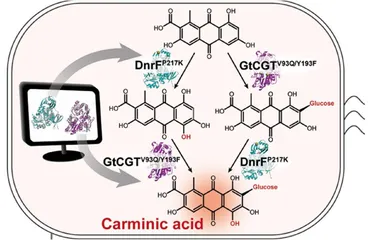 微生物还能产生染料?合成生物学技术制造胭脂红酸2