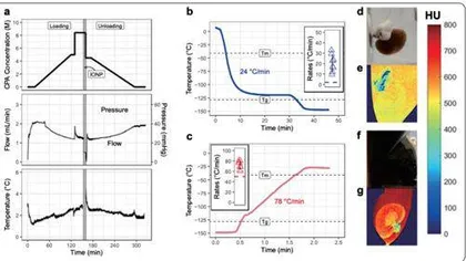 科学家开发纳⽶加热技术将器官冷冻保存期延⻓⾄⼀百天2