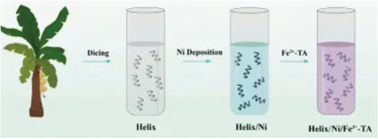 香蕉叶化身机器人?合成新型基于生物质微导管的微米机器人3