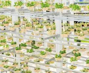 郁金香盛放背后：解开荷兰园艺业密码