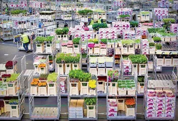 郁金香盛放背后:解开荷兰园艺业密码2