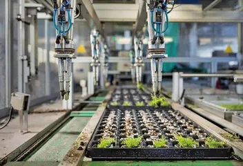 郁金香盛放背后:解开荷兰园艺业密码6