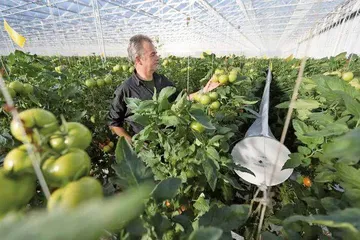 郁金香盛放背后:解开荷兰园艺业密码9