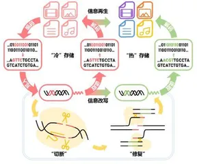 开发活细胞内DNA⼤数据存储与定点修改系统准确率百分之九⼗以上2