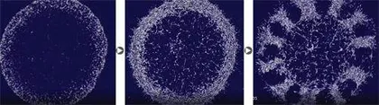 豹纹是“拉花”拉出来的决定“ 生物样式”形成的可能是机械力8