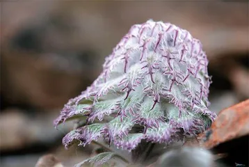 前有吃播大白鲨，后现贩卖“雪兔子”？
