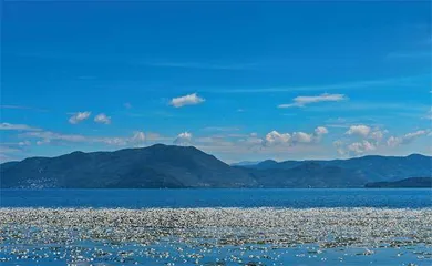 当海菜花重绽洱海