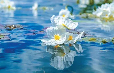 当海菜花重绽洱海1