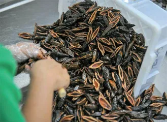 “致癌零食”槟榔背后的产业王国