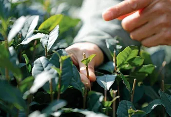 西湖龙井不是技术,是技艺4