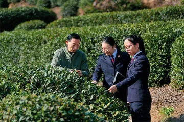 西湖龙井不是技术,是技艺7