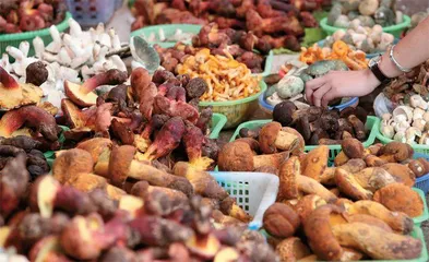 云南菇菌热：一边唱“红伞伞白杆杆”，一边卖6万块/公斤