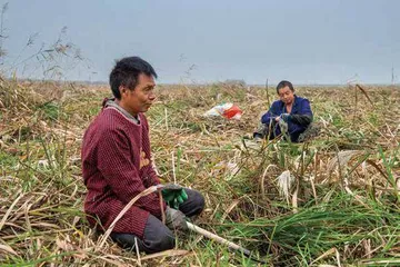洞庭湖最后的砍苇工8