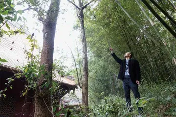 二十六棵香樟树与一个家庭的“清白”1