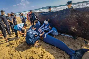 145天,鲸鱼“海棠”重回大海1
