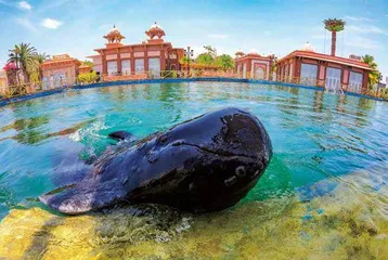 145天,鲸鱼“海棠”重回大海8