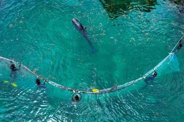 145天,鲸鱼“海棠”重回大海9