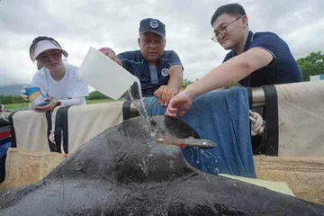 145天,鲸鱼“海棠”重回大海10