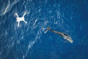 145天，鲸鱼“海棠”重回大海17