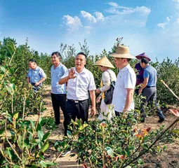 播种千亩油茶　擘画共同富裕蓝图