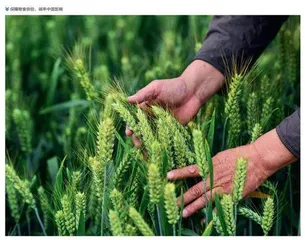 坚持大食物观 保障粮食安全
