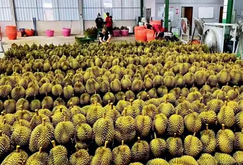 网络直播“带火”中国—东盟农产品贸易